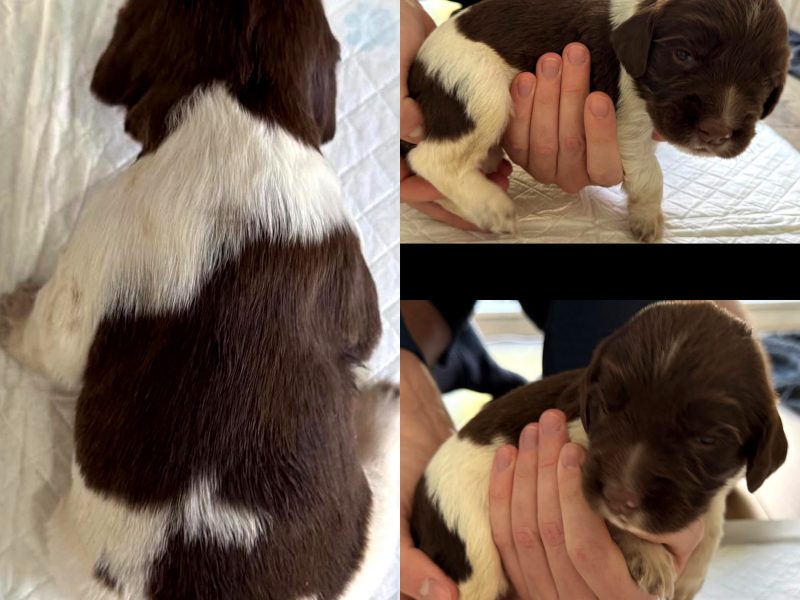 KC English Springer Spaniel puppies - heavily marked image 4