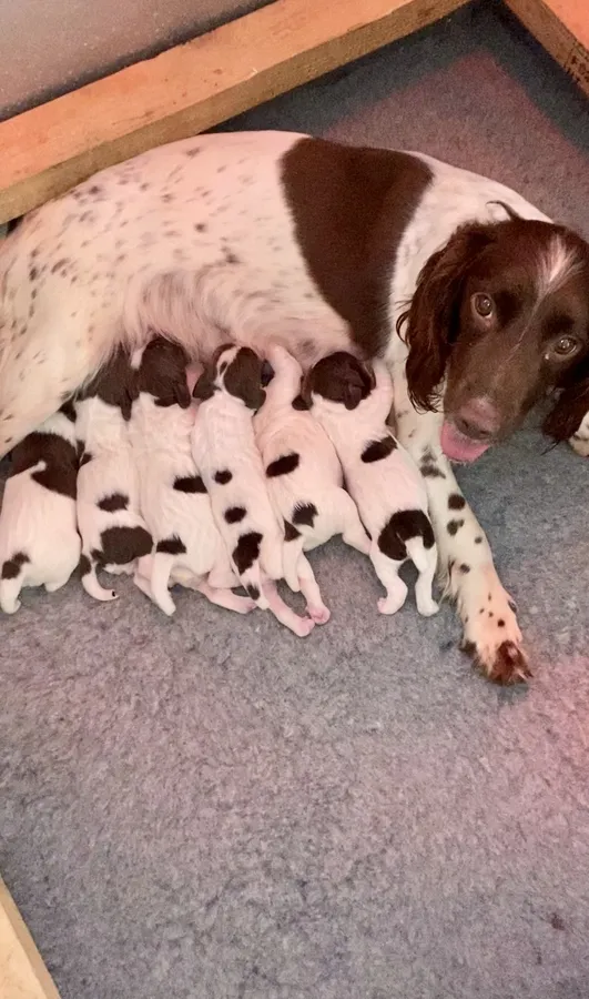 FTW X FTCH ESS PUPS image 3