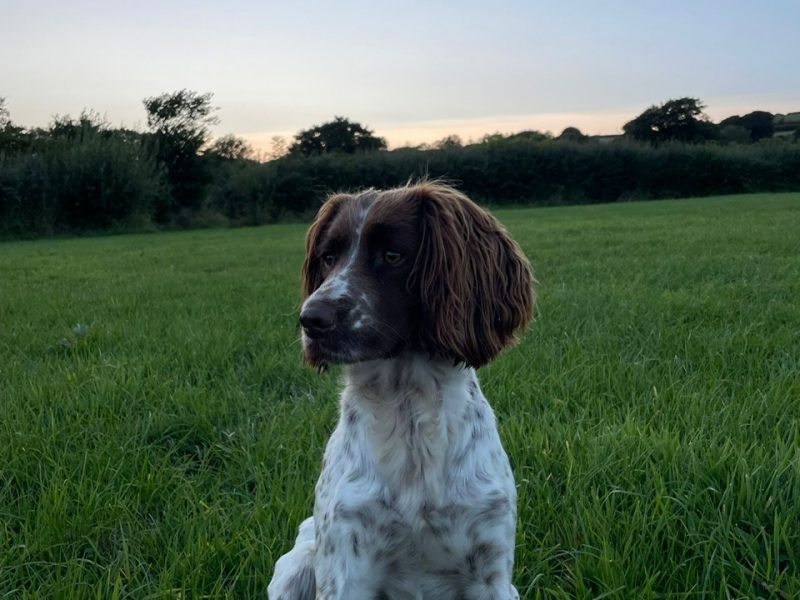 English Springer Spaniel puppies  (3 male available) image 4