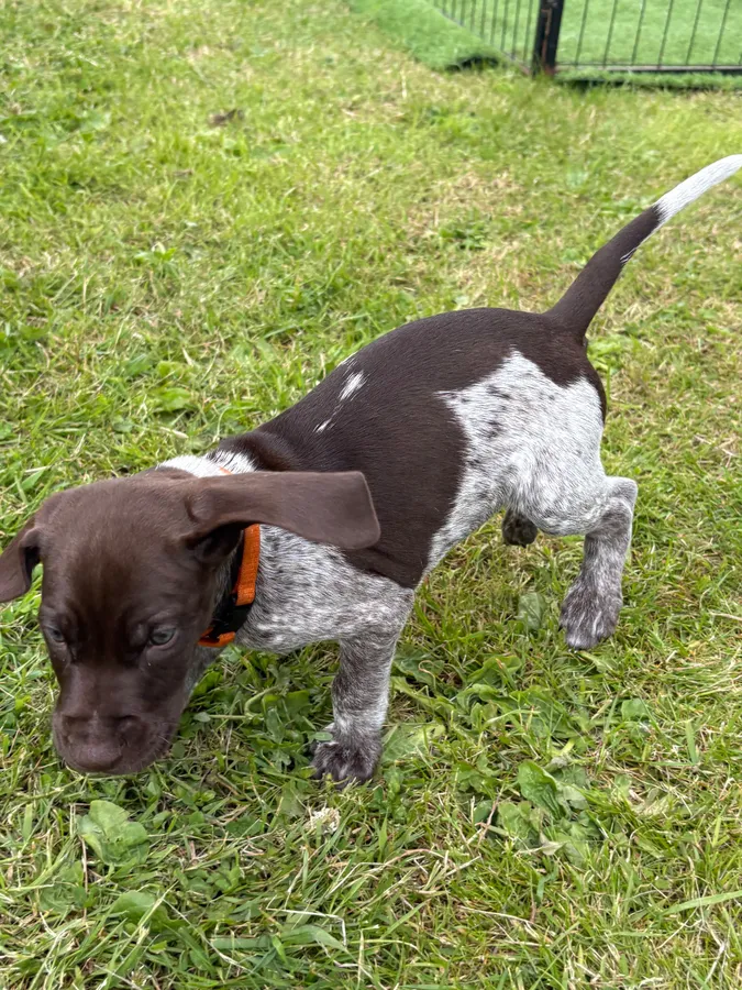 German shorthair pointer image 3