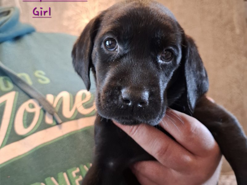 Beautiful Black Labrador Puppies image 1