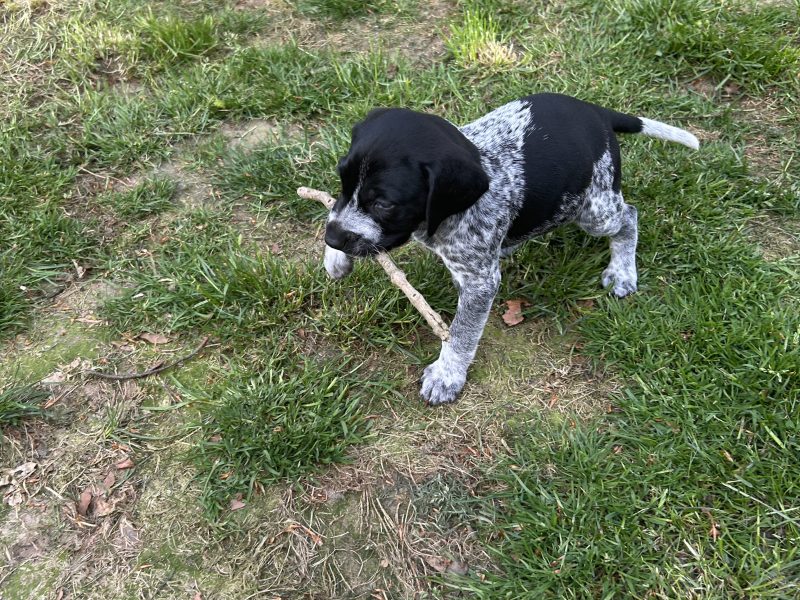 German Shorthair Pointer KC registered image 7