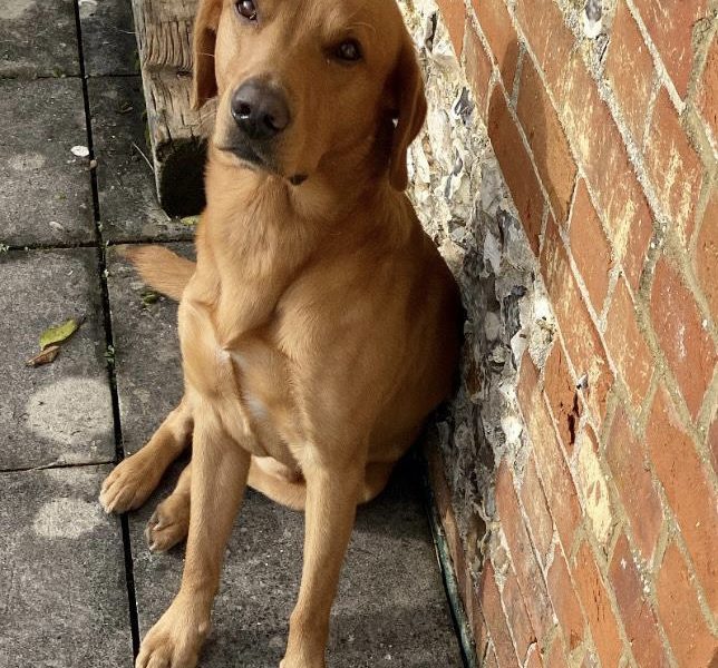 1 golden boy for sale image 2