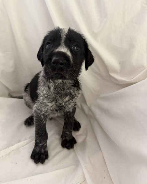 GWP X WEIMSKY puppies for sale image 5