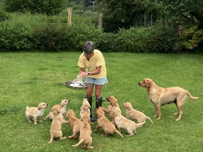 3 yellow boy puppies remaining image 4