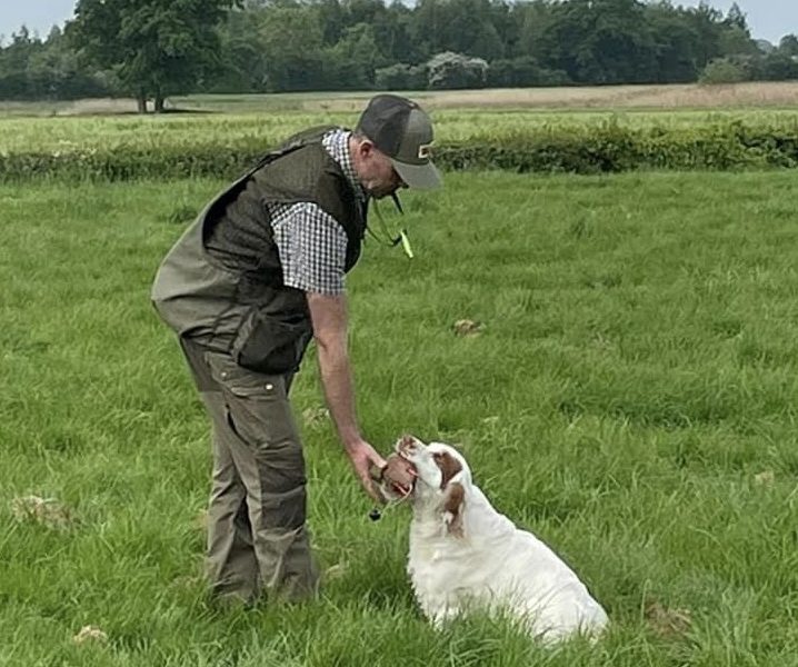 Working Clumber Spaniel Puppies image 6