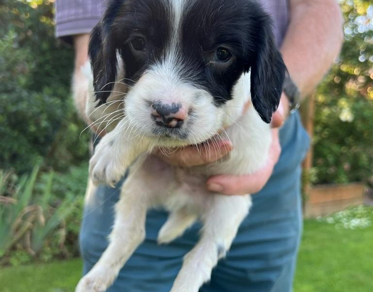 English springer spaniel pups image 2