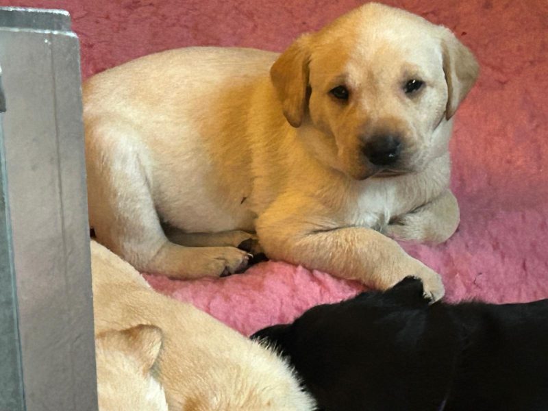 2 only Field Trial Champion bred Labrador pups left. image 3
