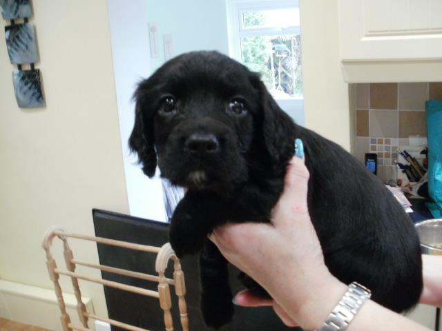 Other Breed Pups image 3
