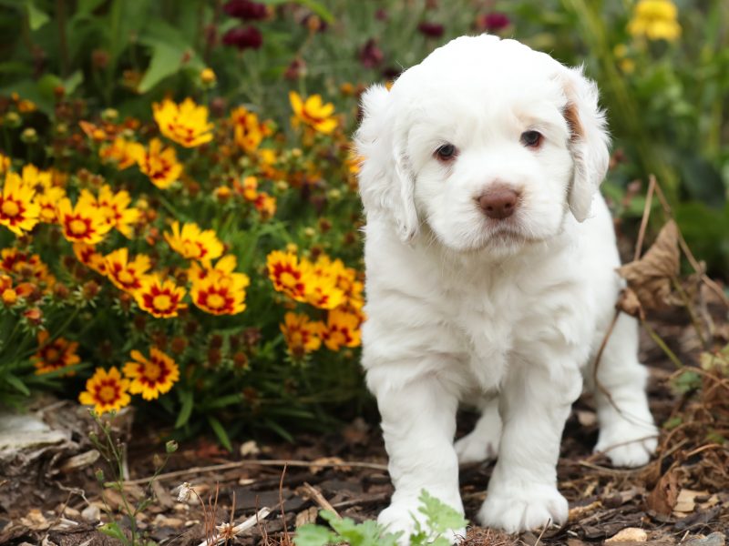 Working Clumber Spaniel Puppies image 4