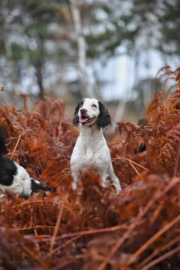 Excellent quality kc springer spaniel pups image 7