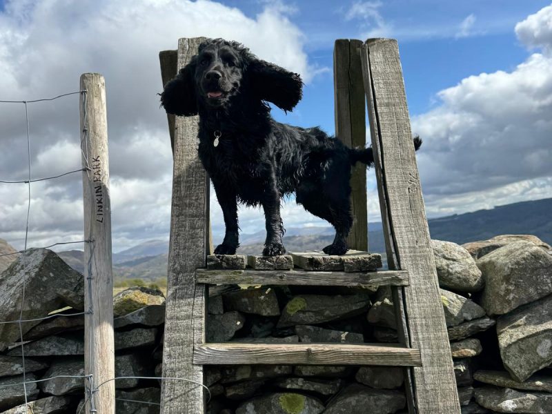 Outstanding Working Cocker Spaniel Puppies – Confident, Clever & Full of Character image 5