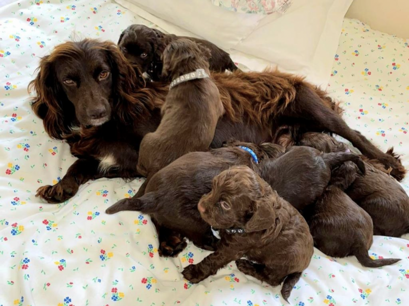 Gun dog puppies image 2