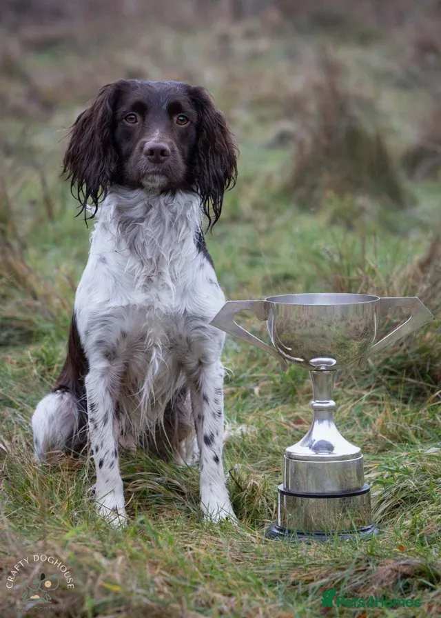 FTW Springer Spaniel