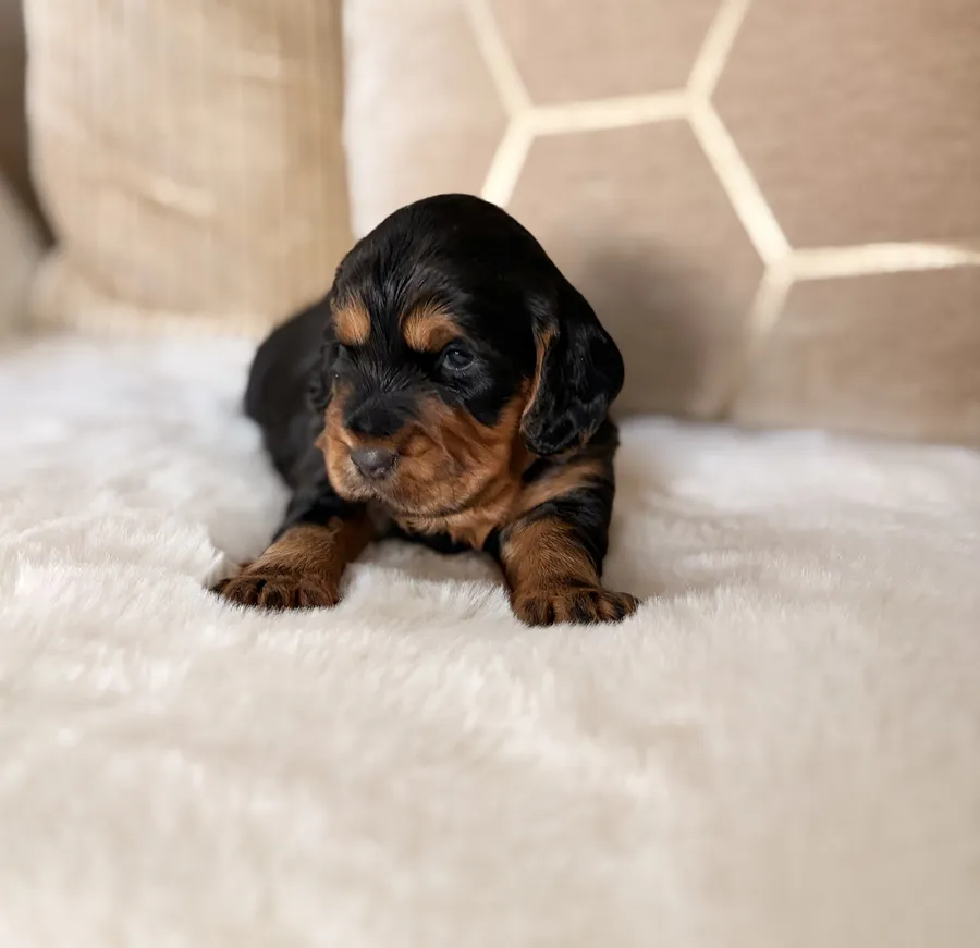 Black And Tan KC Reg Docked Working Cocker Pups image 3