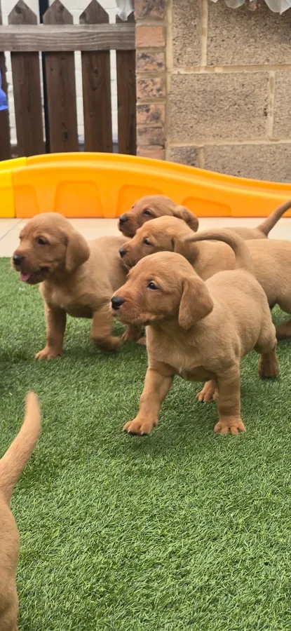 Kc reg Red labrador puppies image 4