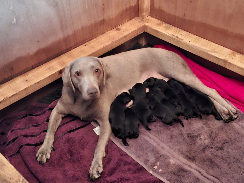 Beautiful Black Labrador Puppies image 2