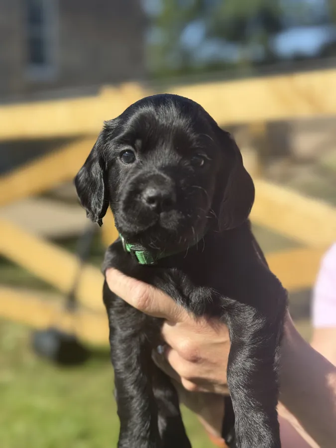 Working cocker spaniel pups image 2