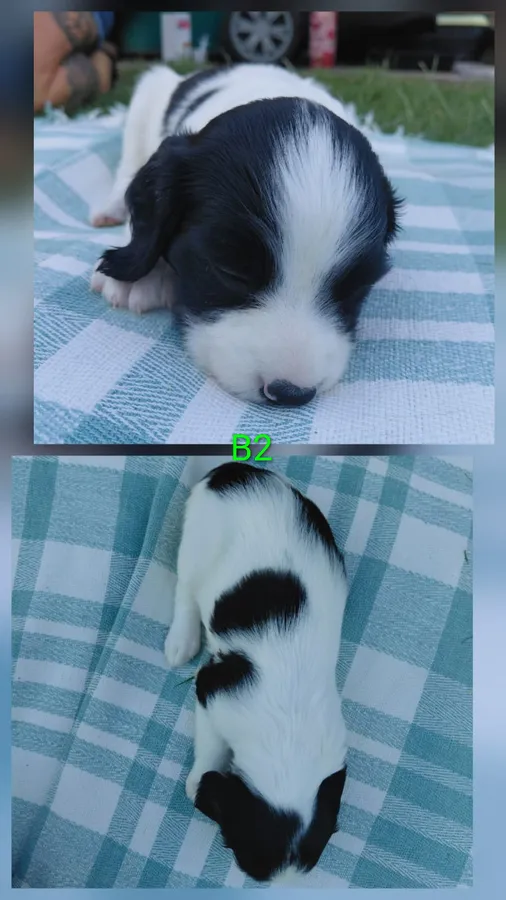 Kc Registered springer spaniel pups image 2
