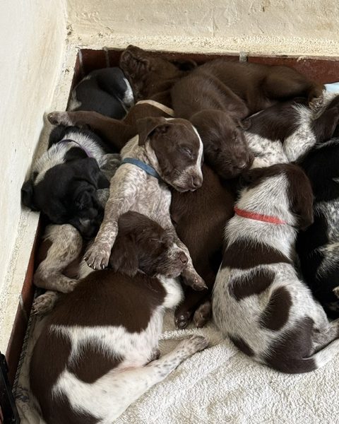 GWP X WEIMSKY puppies for sale image 3