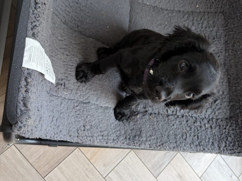 Outstanding Working Cocker Spaniel Puppies – Confident, Clever & Full of Character image 2