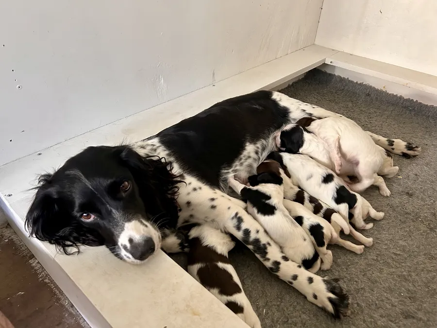 FTCH Sired English Springer Spaniel Puppies For Sale image 4