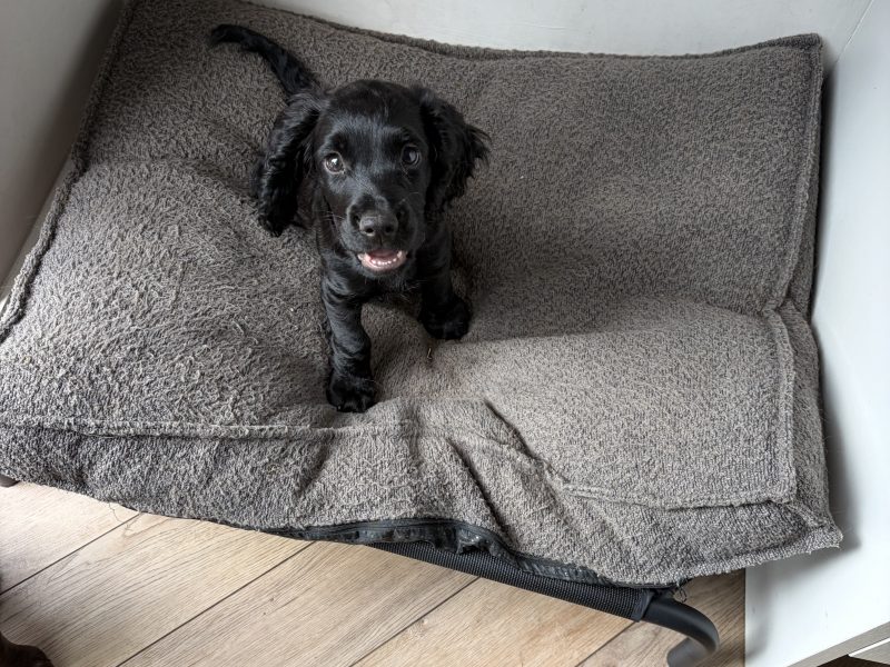 Outstanding Working Cocker Spaniel Puppies – Confident, Clever & Full of Character image 4