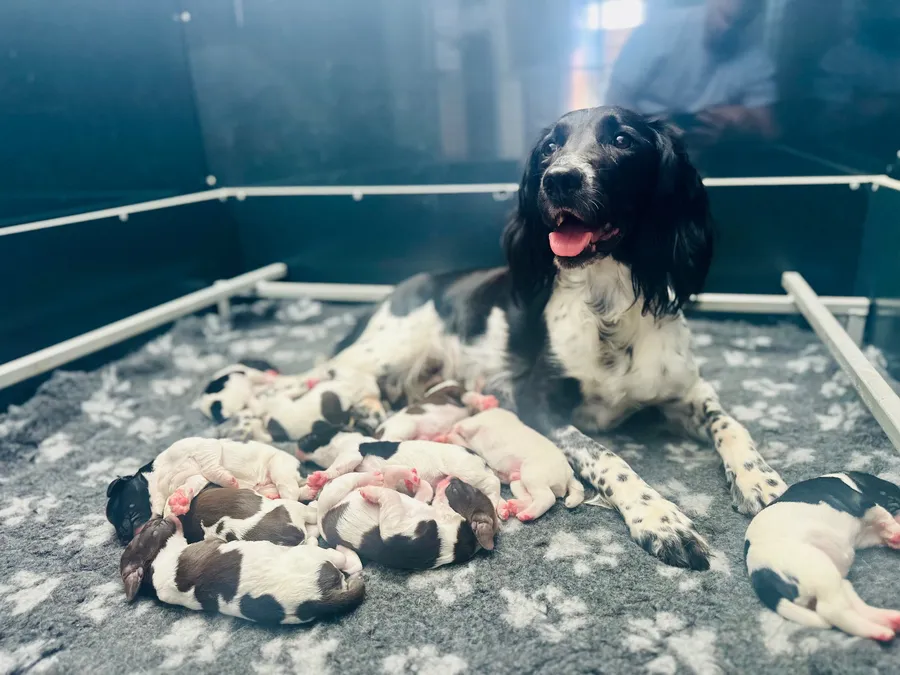 KC Registered Springer Spaniel Puppies image 2