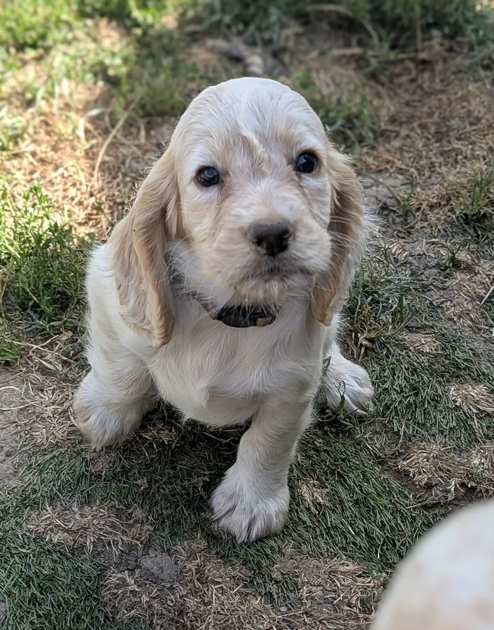 KC working cocker spaniel puppies image 4