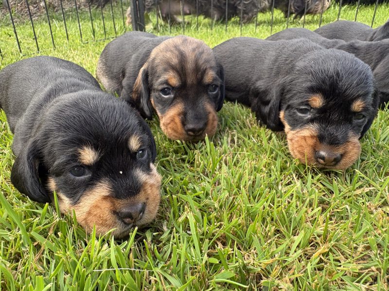 KC Registered Teckel Dachshund puppies image 2