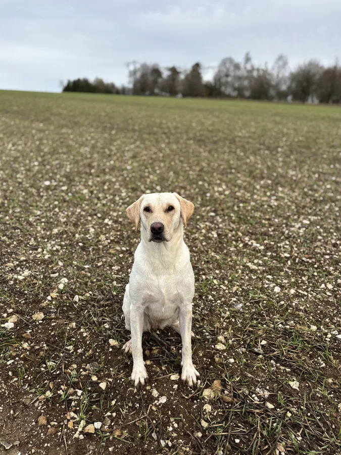 9 KC Fox Red-Yellow Labrador Puppies image 4