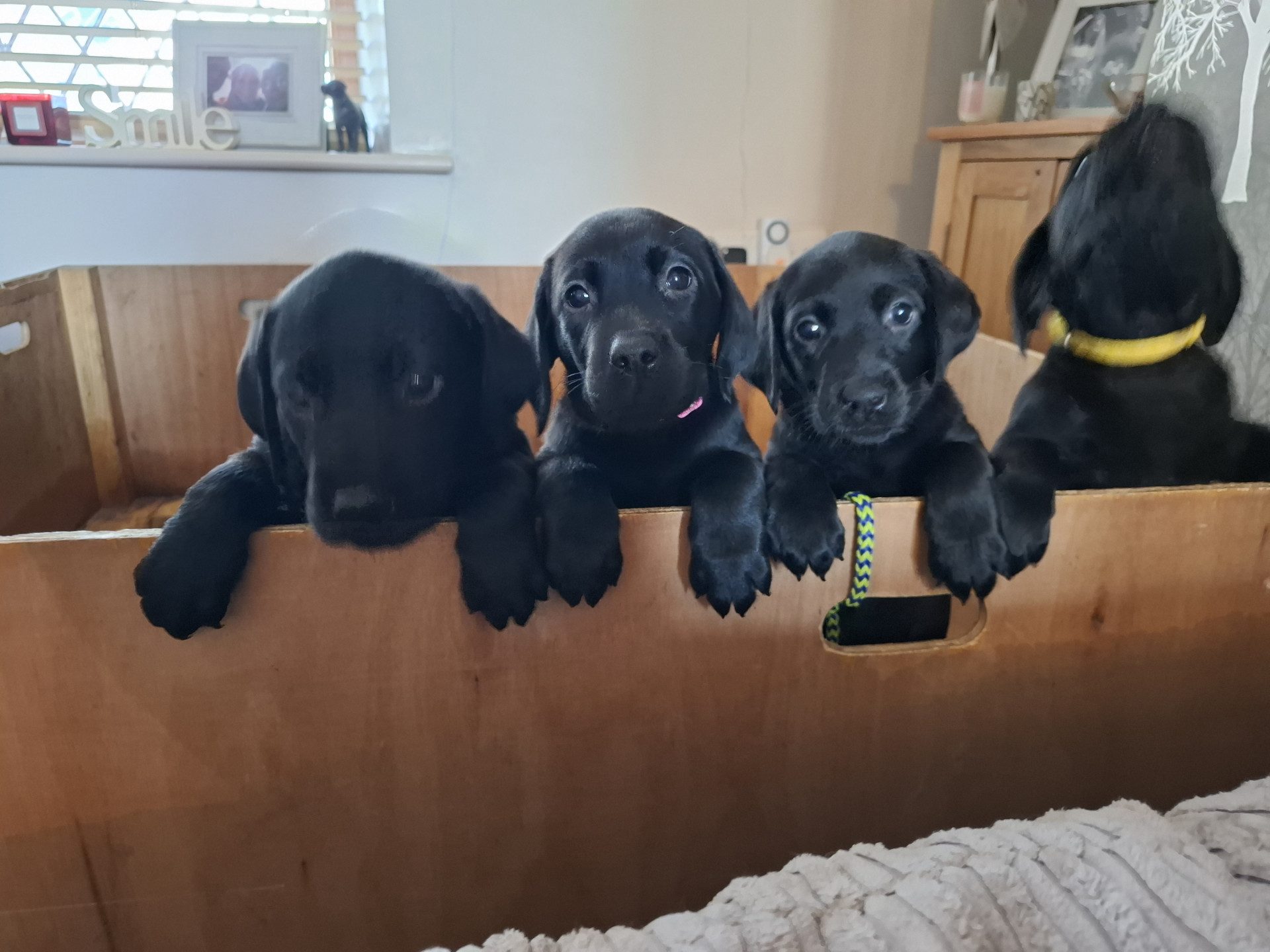 Beautiful Black Labrador Puppies image 4