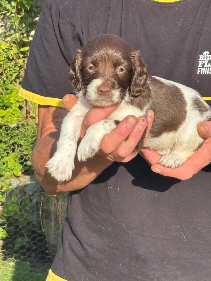 ESS pups for sale image 4