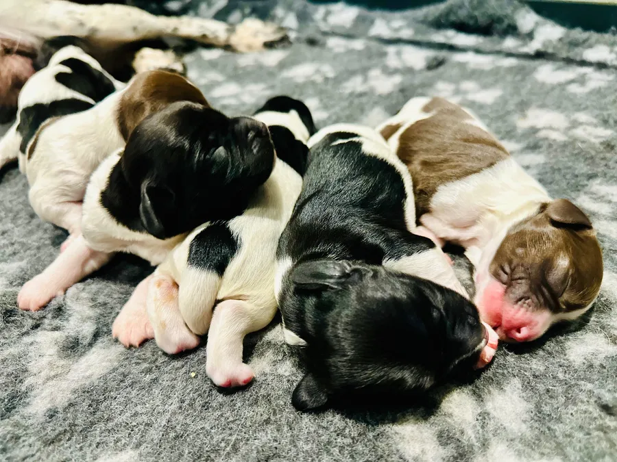 KC Registered Springer Spaniel Puppies image 3