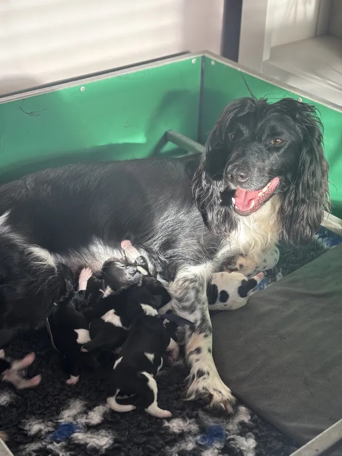 Heavy marked health tested springer pups