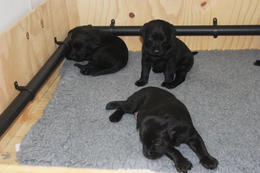 EXCEPTIONALLY WELL BRED PUPS FOR SALE image 2