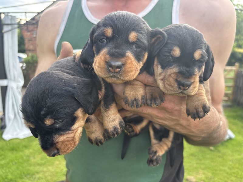 KC Registered Teckel Dachshund puppies image 3