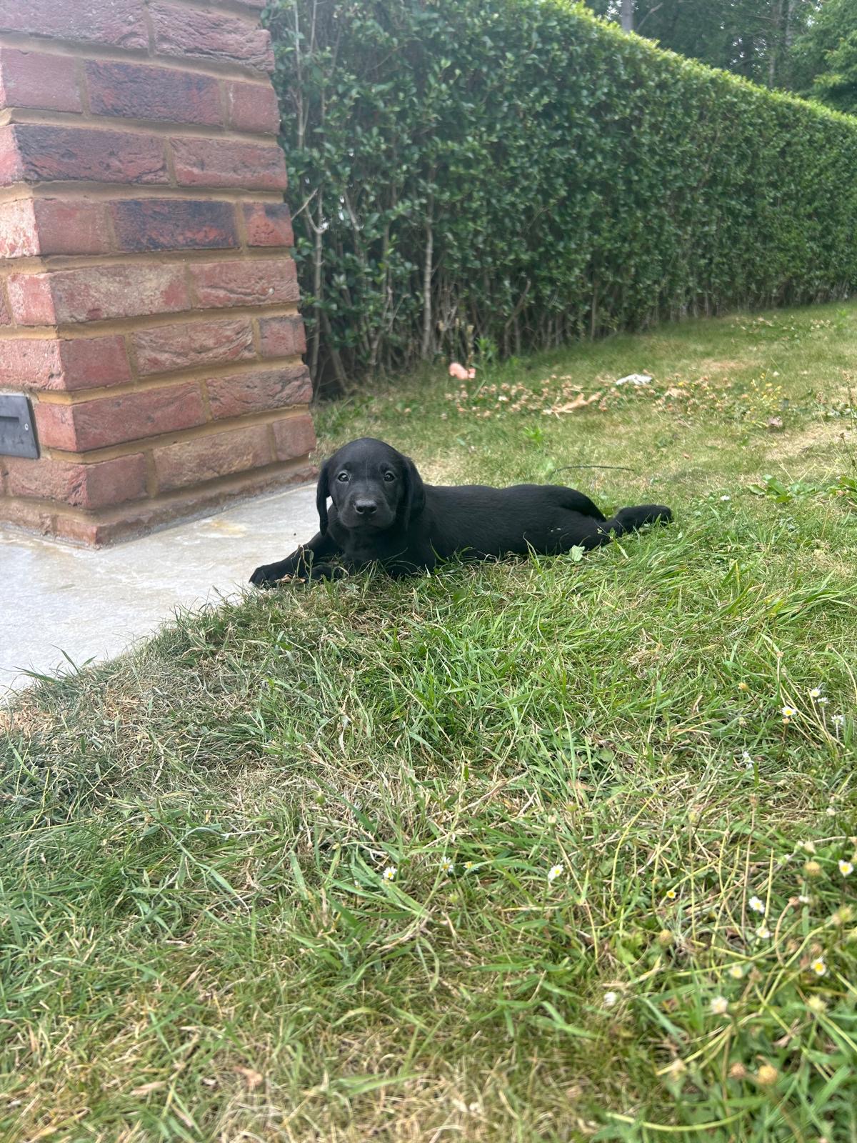 A strong litter of pure Labradors image 2
