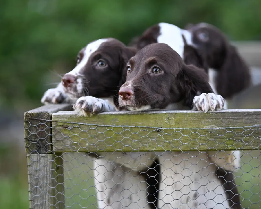 Excellent quality kc springer spaniel pups image 3