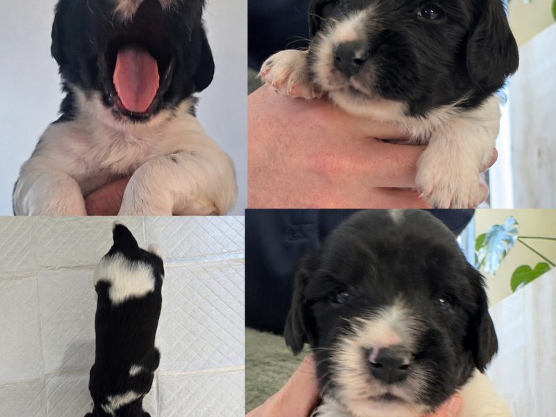 KC English Springer Spaniel puppies - heavily marked image 2