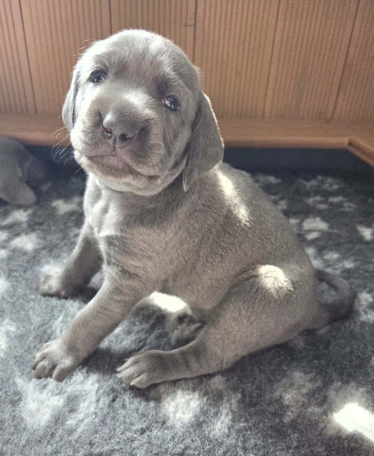 Blue weimaraner image 2