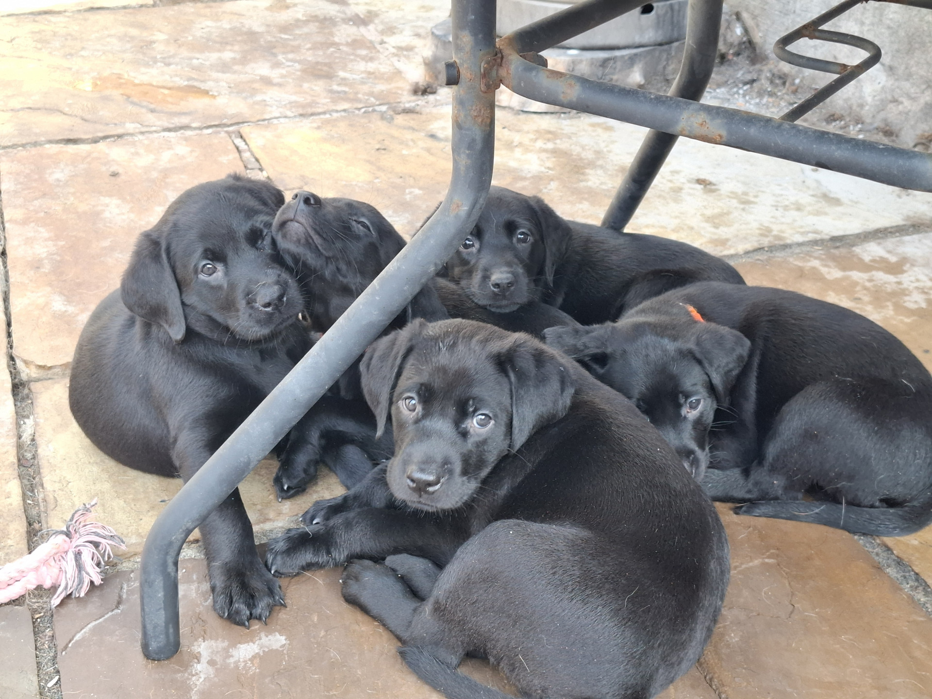 Beautiful Black Labrador Puppies image 3