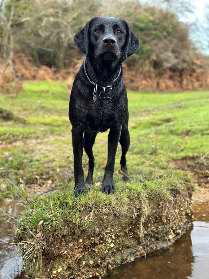 Strong Working Type Labradors Puppies image 2
