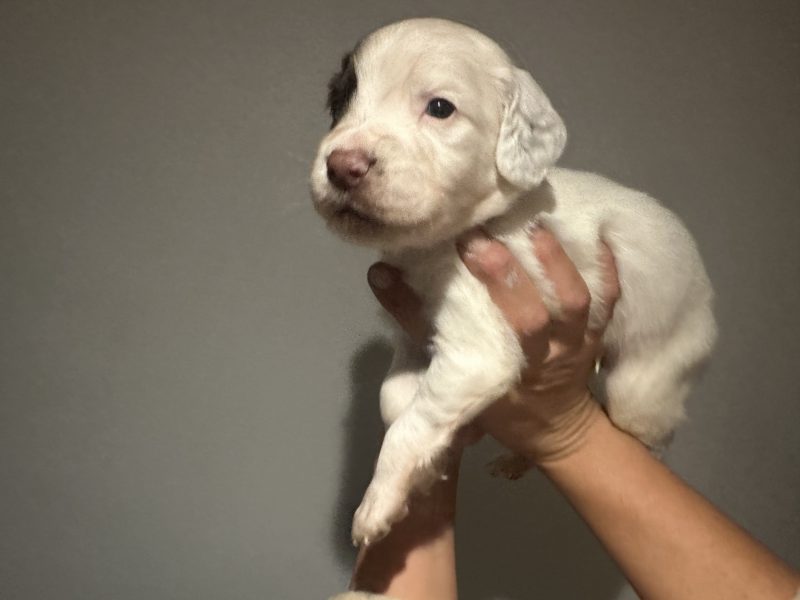 Kc registered English springer spaniels image 3
