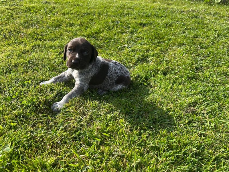 German Shorthair Pointer KC registered image 5