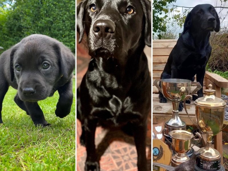 FTCh sired black Labrador puppies image 2