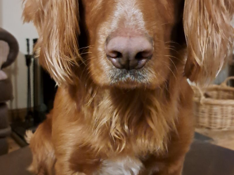 Fin - Red Cocker Spaniel Stud (KC Reg.) with strong working heritage image 5