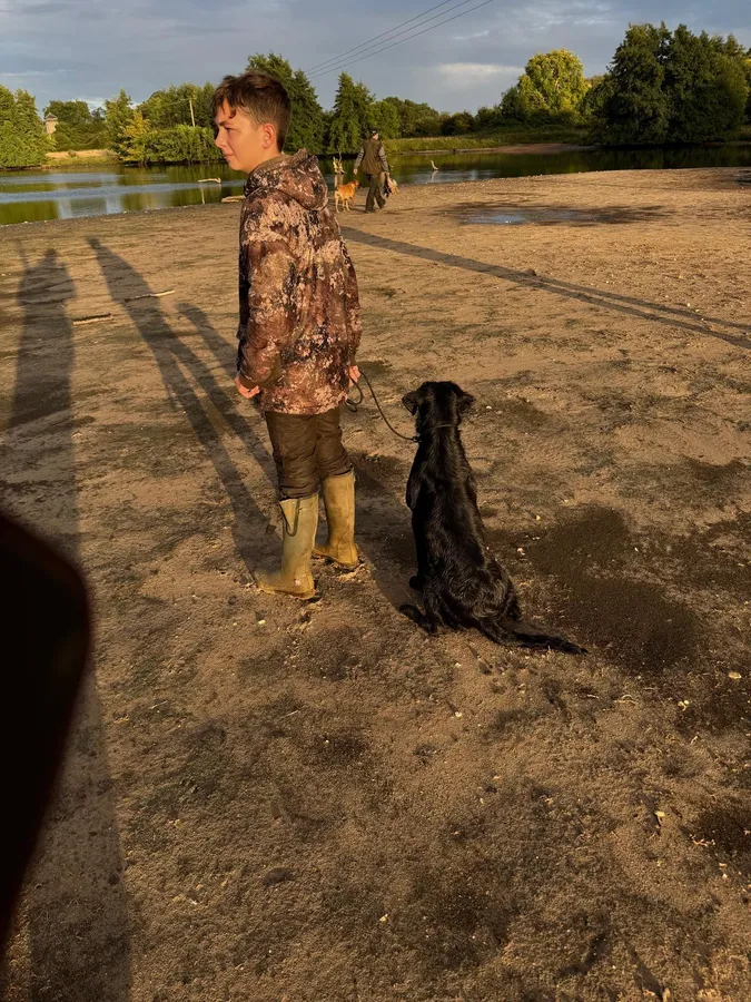 A strong litter of pure Labradors image 5