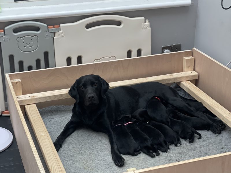 Exceptional KC registered litter (2 boys available and ready to go) image 2