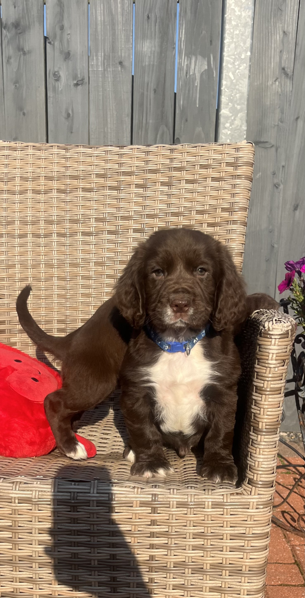 Chocolate cocker spaniel puppy